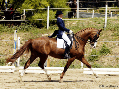Fraca ades&atilde;o marcou o Campeonato de Portugal de Dressage 2009