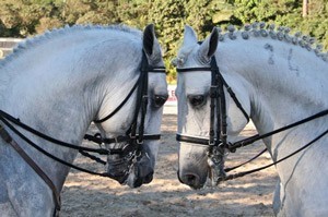 Nova Confrafia do Cavalo Lusitano