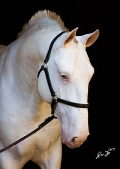 Portugal corre o risco de perder as r&eacute;deas do Puro-Sangue Lusitano