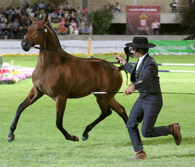 Unanime da Brôa e Dihamante, foram os Campeões da Raça Lusitana
