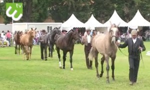 ETV - Equestriads esteve no Festival Internacional do Cavalo Lusitano