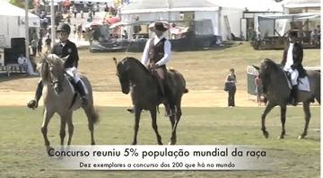 Cavalo Sorraia na Feira Nacional de Agricultura em Santarém