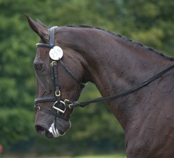 O impacto do cavaleiro nervoso no cavalo