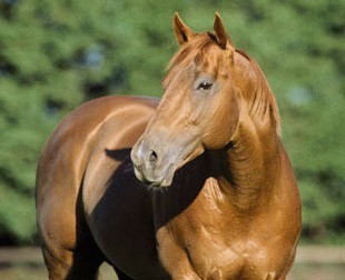 Curso de Maneio e Utilização do Cavalo