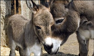 Donkey named after Michael Jackson