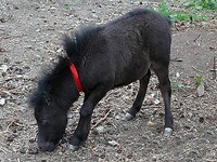 Nasceu um cavalo com 63cm ...