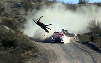 Horse dies after horrifying crash with rally car in Argentina
