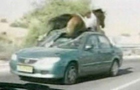 Horse tramples car on Israeli highway
