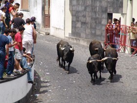Largada de toiros em Samora Correia