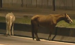 Cavalo morre atropelado em auto-estrada