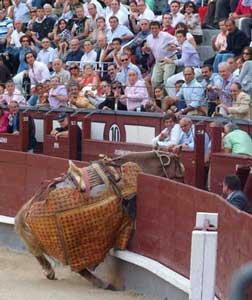 Cavalo sai disparado e parte a trincheira...
