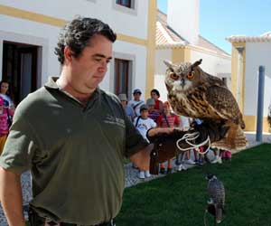 Falcoaria Real encanta visitantes de Salvaterra de Magos