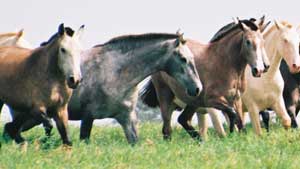 Terminou o embargo da CE aos cavalos vindos do Brasil