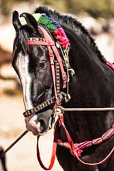 Espanha importa cavalos Marwari