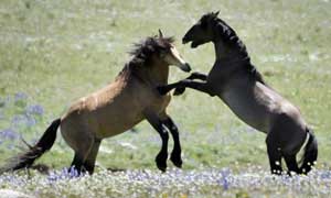 Capturados mais de 130 cavalos selvagens