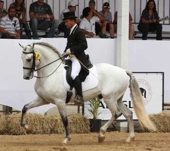 Águas de Lindóia ao rubro com o Cavalo Lusitano