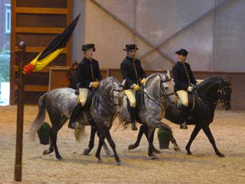 Cavalo Lusitano em destaque na Bélgica