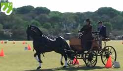 ETV - Equestriads : Atrelagem, Saltos de Obst&aacute;culos e Dressage