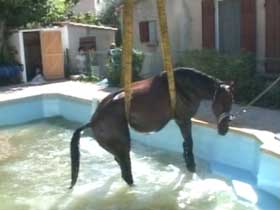 Insólito: cavalo cai na piscina !