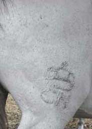 62 Garanhões aprovados pela APSL em Coimbra