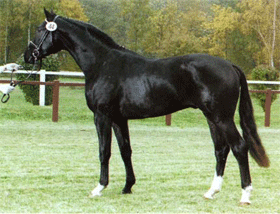 "Escudo I" melhor garanhão Hanoveriano do ano