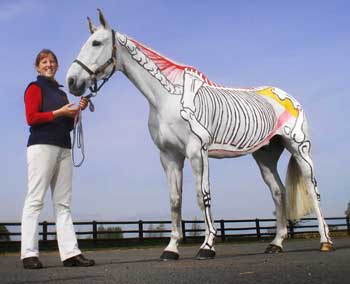 Cavalos “pintados” em aulas de anatomia