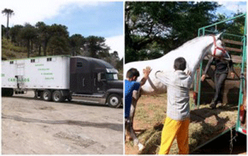Cavalos Lusitanos exportados para o Chile