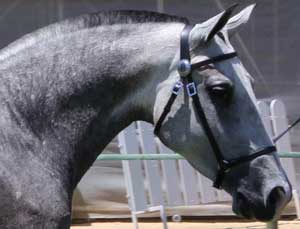 Col&oacute;quio: A import&acirc;ncia do Toureio na Cria&ccedil;&atilde;o e Selec&ccedil;&atilde;o do Cavalo Puro Sangue Lusitano