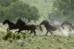 Cientistas desvendam genoma do cavalo