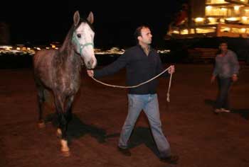 Cavalos resgatados continuam ref&eacute;ns
