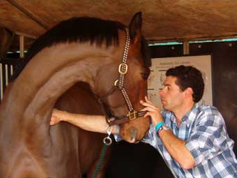 Médico Veterinário português re-eleito pela IVCA