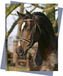 Salon du Cheval de Paris faz leil&atilde;o de cavalos online