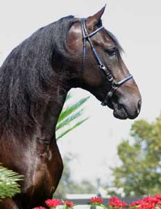 Peritos em gen&eacute;tica procuram cavalos na Col&ocirc;mbia para clonagem