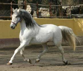 Chineses no Centro de Vendas de Cavalos na Talavera de la Reina