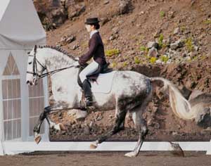 Dois dos sete cavalos lusitanos entregues aos proprietários