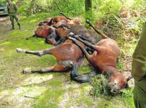 Garranos abatidos a tiro...