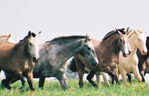 Península Ibérica o primeiro local de domesticação de cavalos