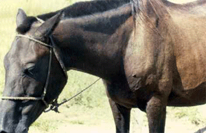 Anemia Infecciosa Equina na Grã Bretanha...