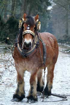 Impressive Cart Horse Show at the CHIO Aachen 2010