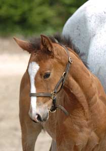 Test to prevent unnecessary foal deaths launched