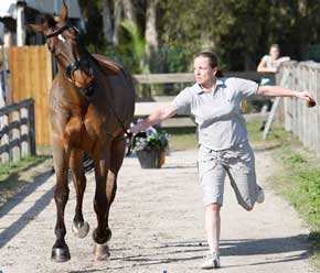 16 Horses Pass Vet Check for Thursday's Exquis World Dressage Masters