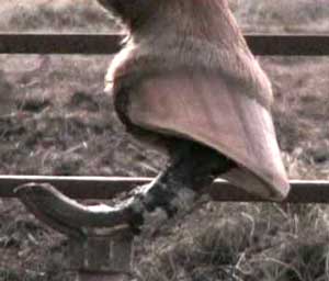 Curso de Ferração e “Barefoot Trimming”