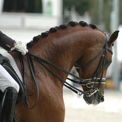 Campeonato do Mundo de Cavalos Novos de Dressage