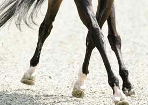 Anky van Grunsven excluída da Final da Taça do Mundo em Den Bosch