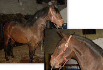 ALERTA: Roubado Garanh&atilde;o PSL - Ferro Alter