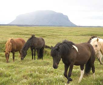 Islândia terra de Vulcões e de Cavalos