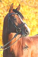 ZSAA aproves 17 Stallions