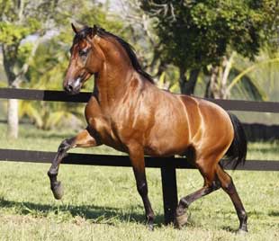 13th International Luso-Brasileiro