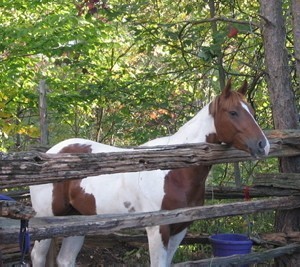 Family of Hermaphroditic Horses Identified
