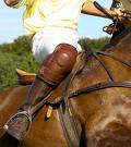 Pharmacy sued over polo horse deaths